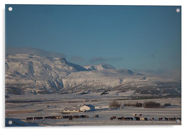 Iceland Horse Farm Acrylic by Gail Johnson