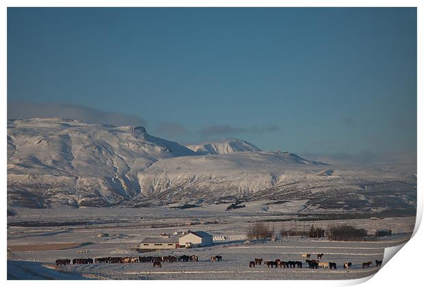 Iceland Horse Farm Print by Gail Johnson