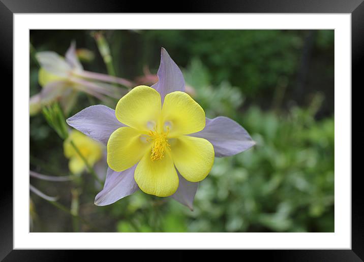 Aquilegia Framed Mounted Print by Wally Stubbs