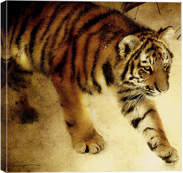 Siberian Tiger Canvas Print by Alan Mattison