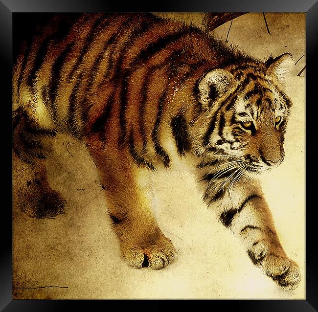Siberian Tiger Framed Print by Alan Mattison