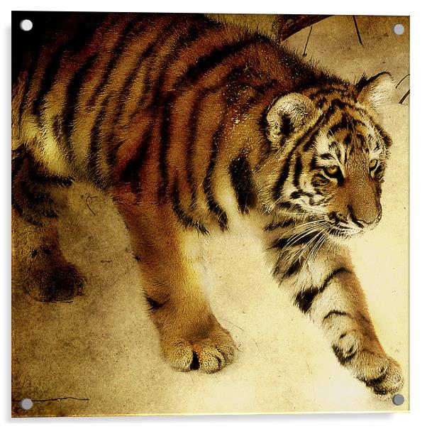 Siberian Tiger Acrylic by Alan Mattison