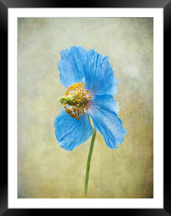 Blue Poppy Framed Mounted Print by Jacqi Elmslie