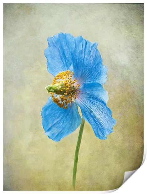 Blue Poppy Print by Jacqi Elmslie