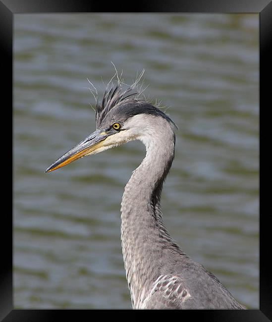 Grey Heron Framed Print by Phil Clements