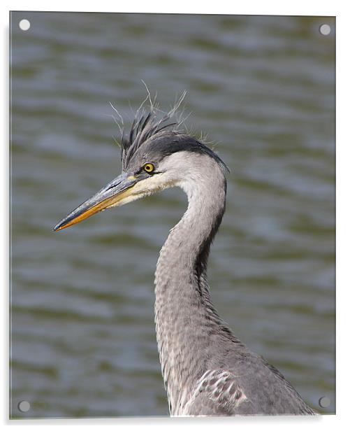 Grey Heron Acrylic by Phil Clements