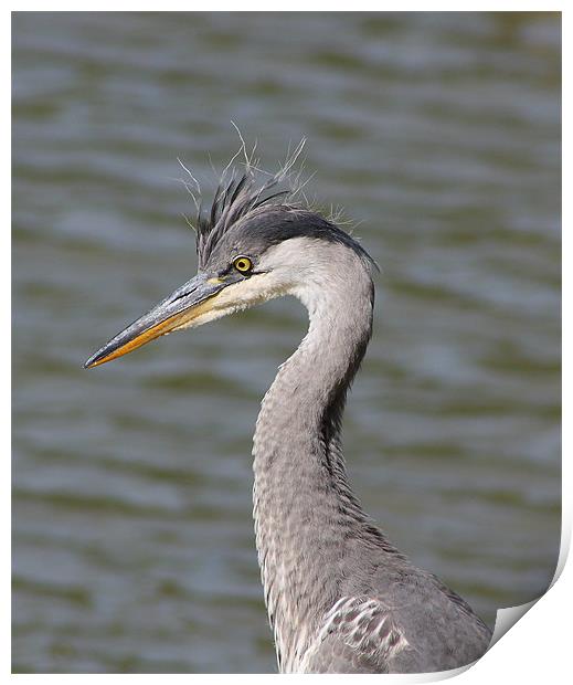 Grey Heron Print by Phil Clements
