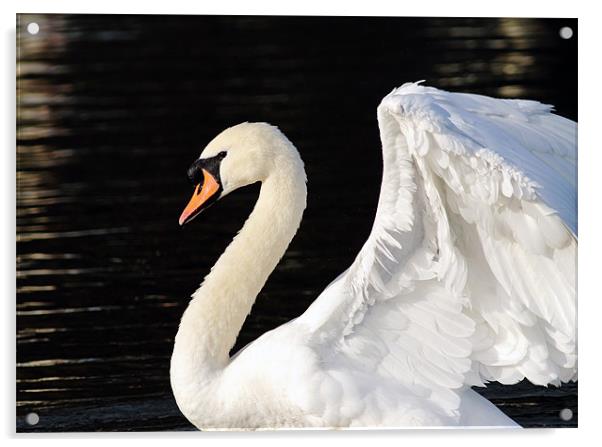 Mute Swan Acrylic by Grant Glendinning