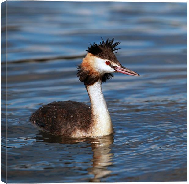Great crested Grebe Canvas Print by Grant Glendinning