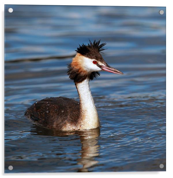 Great crested Grebe Acrylic by Grant Glendinning