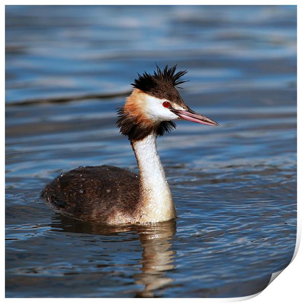 Great crested Grebe Print by Grant Glendinning
