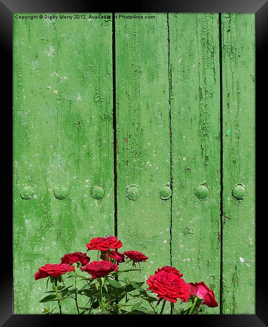 Red roses green door Framed Print by Digby Merry