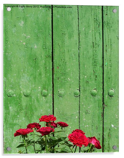 Red roses green door Acrylic by Digby Merry