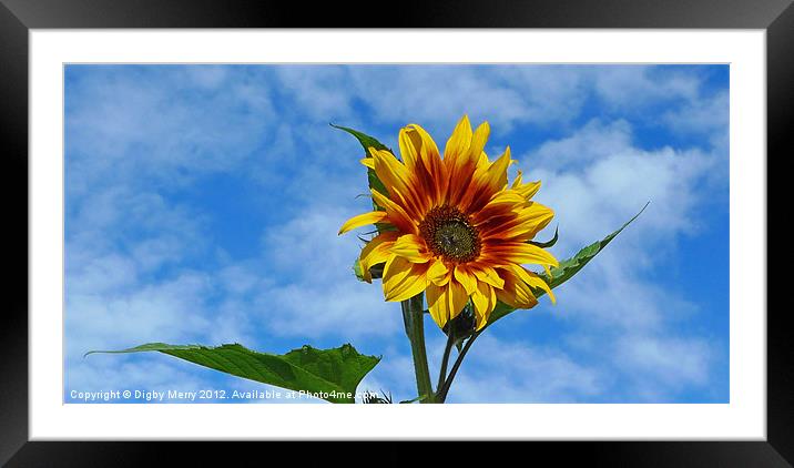 Sunflower in Winter Framed Mounted Print by Digby Merry