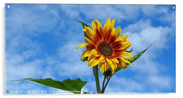 Sunflower in Winter Acrylic by Digby Merry