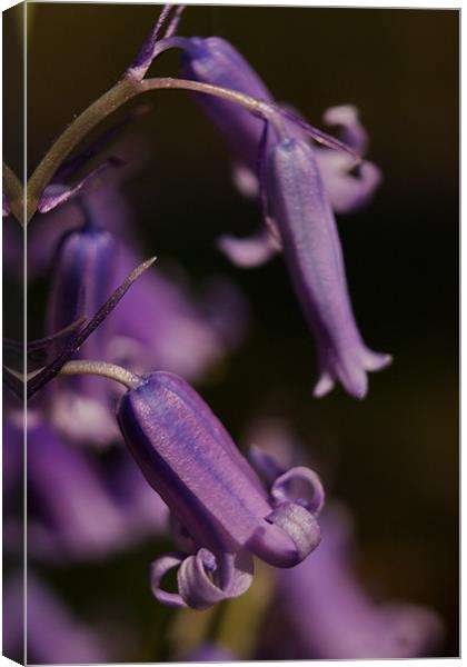 Bluebells Canvas Print by Phil Clements