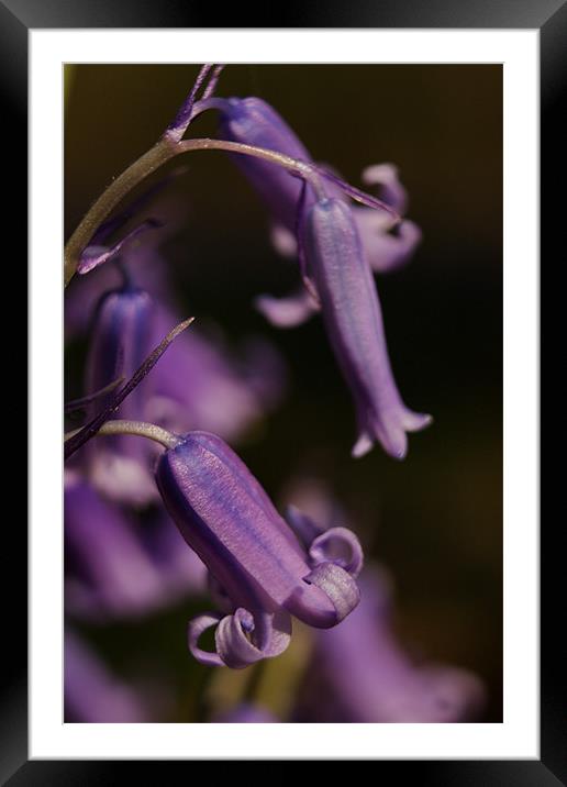 Bluebells Framed Mounted Print by Phil Clements