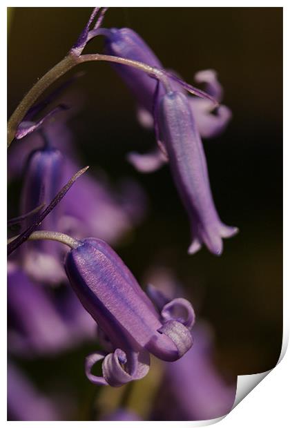 Bluebells Print by Phil Clements