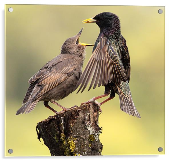 Starlings Acrylic by Grant Glendinning