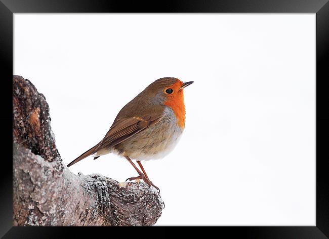 Robin redbreast Framed Print by Grant Glendinning