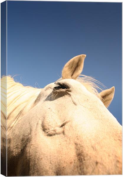 Horse close up Canvas Print by Ross Redman
