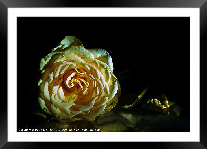Rose Framed Mounted Print by Doug McRae