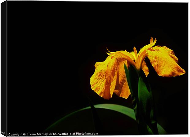 Yellow Wild Lily Flower Canvas Print by Elaine Manley