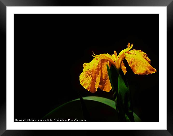 Yellow Wild Lily Flower Framed Mounted Print by Elaine Manley