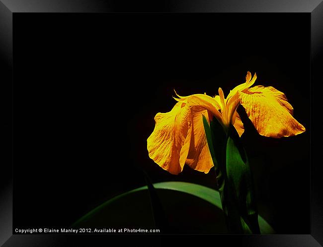 Yellow Wild Lily Flower Framed Print by Elaine Manley