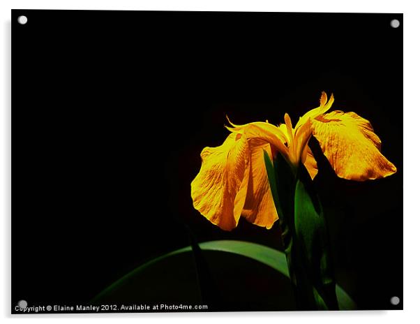 Yellow Wild Lily Flower Acrylic by Elaine Manley