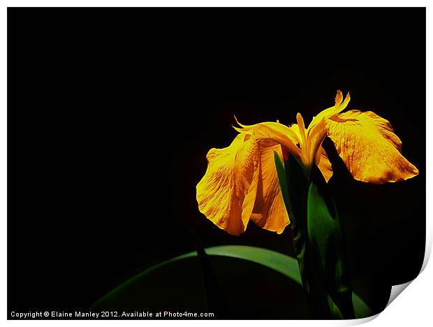 Yellow Wild Lily Flower Print by Elaine Manley