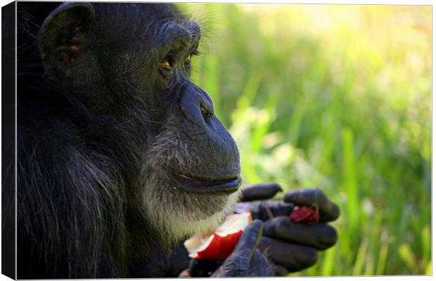 Silver Back Gorilla Canvas Print by Mikaela Fox