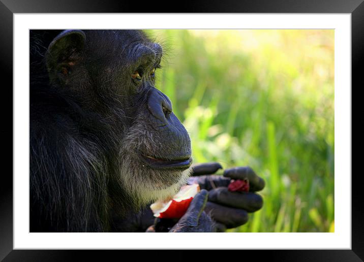 Silver Back Gorilla Framed Mounted Print by Mikaela Fox