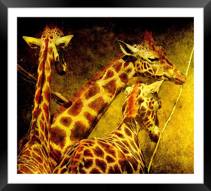 Giraffes galore Framed Mounted Print by Alan Mattison