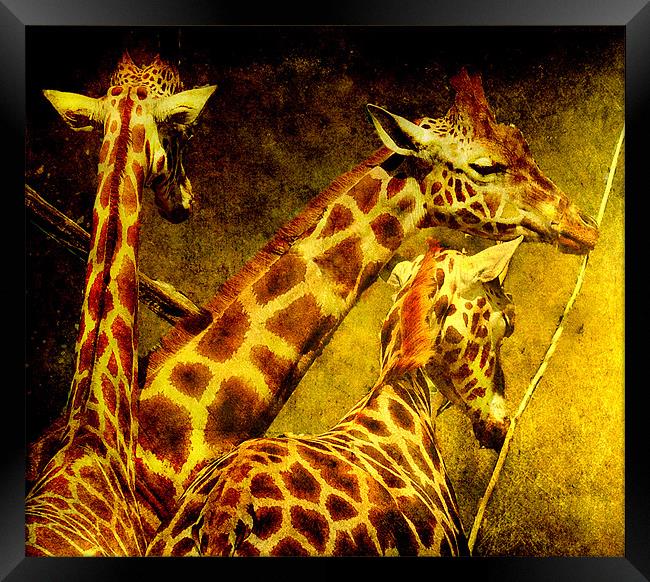 Giraffes galore Framed Print by Alan Mattison