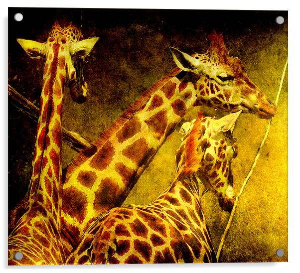 Giraffes galore Acrylic by Alan Mattison
