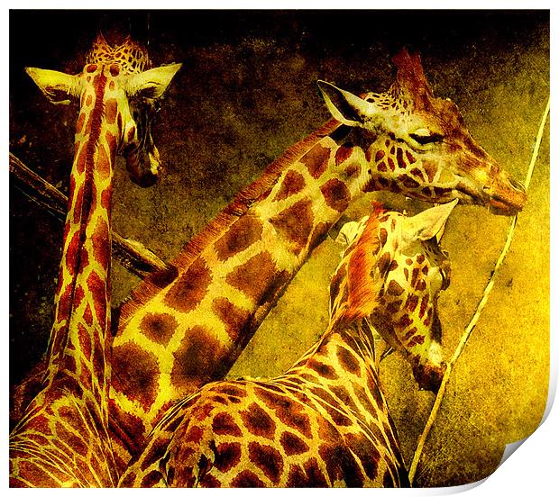 Giraffes galore Print by Alan Mattison