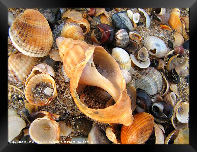 Shell Out Framed Print by Liz Ward