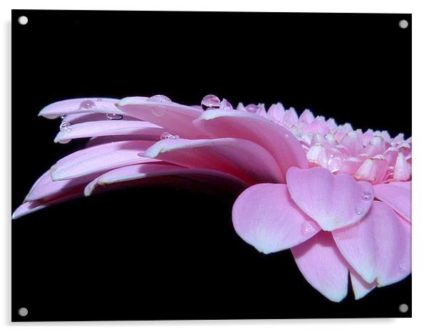 Pink Gerbera Daisy Acrylic by Louise Godwin