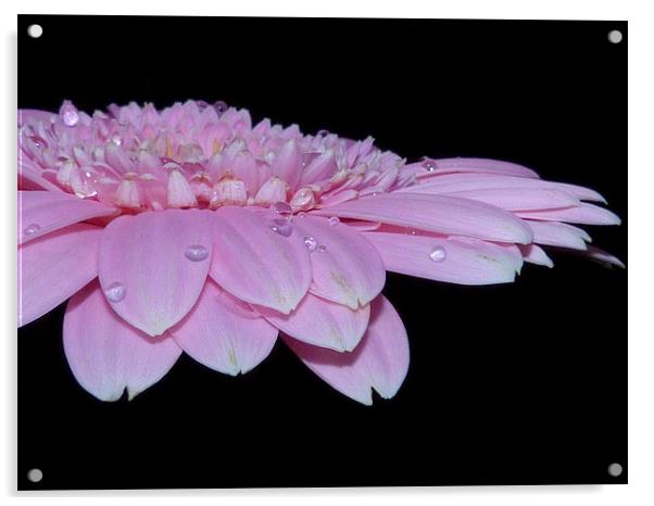 Pink Gerbera Daisy II Acrylic by Louise Godwin