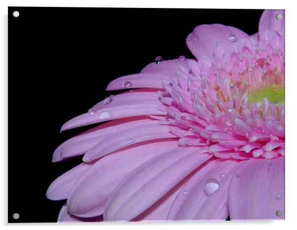 Pink Gerbera Daisy IIII Acrylic by Louise Godwin