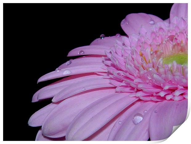Pink Gerbera Daisy IIII Print by Louise Godwin
