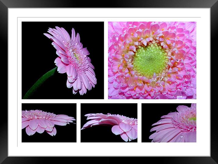 Pink Gerbera Daisy Collage Framed Mounted Print by Louise Godwin