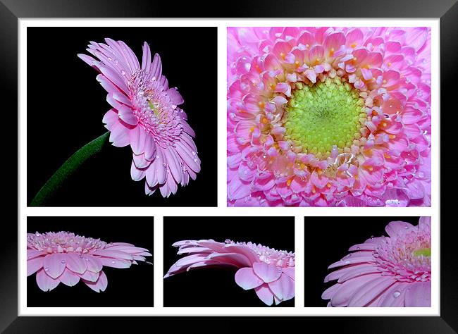 Pink Gerbera Daisy Collage Framed Print by Louise Godwin