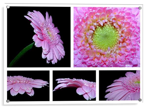 Pink Gerbera Daisy Collage Acrylic by Louise Godwin