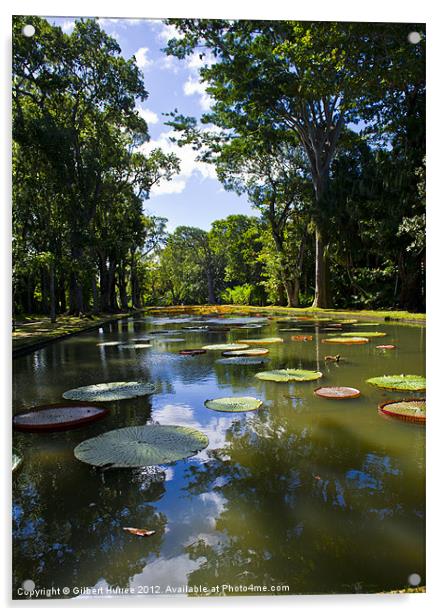 Giant Water Lillies Acrylic by Gilbert Hurree