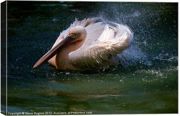 Splashing Pelican Canvas Print by Steve Hughes