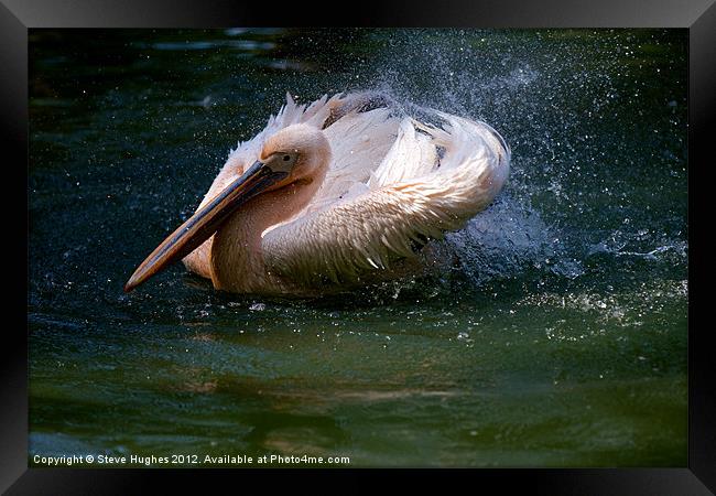 Splashing Pelican Framed Print by Steve Hughes
