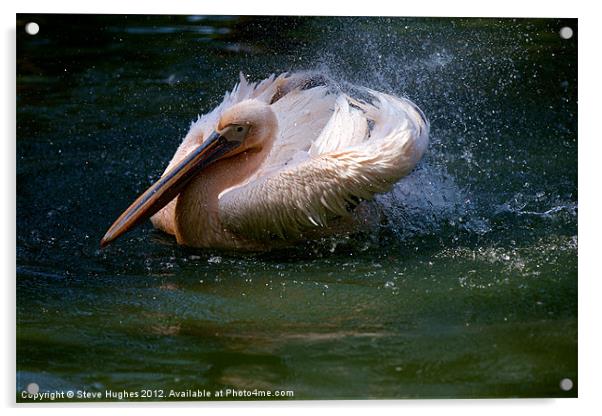 Splashing Pelican Acrylic by Steve Hughes