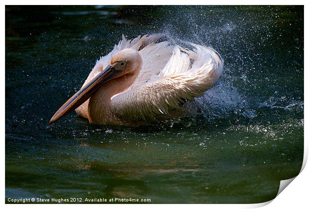 Splashing Pelican Print by Steve Hughes